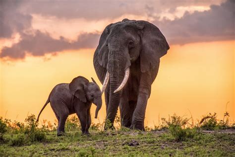 african elephant national geographic